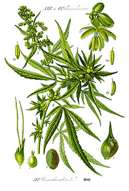 Cannabis sativa